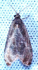 Olethreutes inornatana