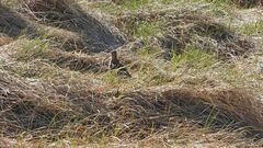 Gallinago magellanica