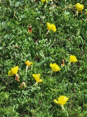 Oenothera drummondii
