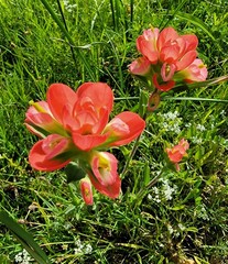 Castilleja indivisa