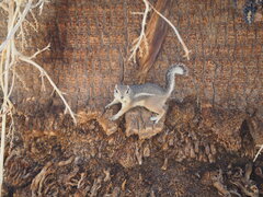 Ammospermophilus leucurus