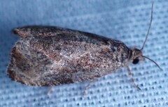 Olethreutes inornatana