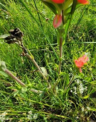 Castilleja indivisa