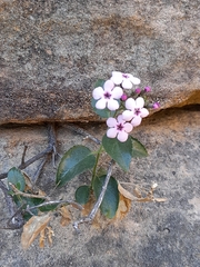Teedia pubescens