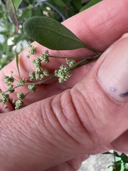 Chenopodium