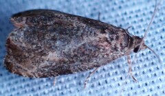 Olethreutes inornatana