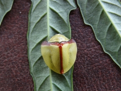 Paraselenis normalis