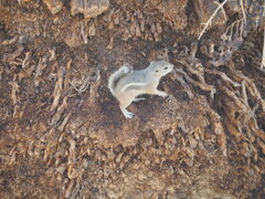 Ammospermophilus leucurus