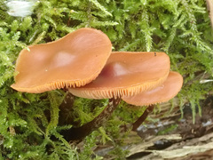 Kuehneromyces lignicola