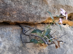 Teedia pubescens