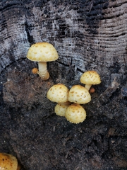 Pholiota aurivella
