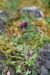 Erigeron eriocephalus