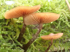 Kuehneromyces lignicola