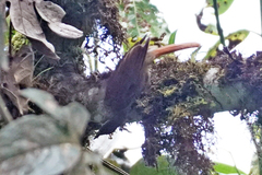 Anabacerthia striaticollis