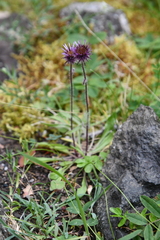 Erigeron eriocephalus