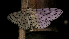 Antipercnia belluaria