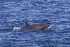 Lagenodelphis hosei