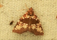 Saroba pustulifera
