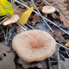 Paralepista flaccida