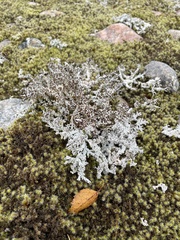 Cladonia squamosa