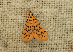 Conogethes punctiferalis