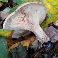 Paralepista flaccida