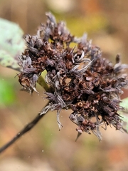Pycnanthemum incanum