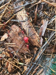 Cruentomycena viscidocruenta