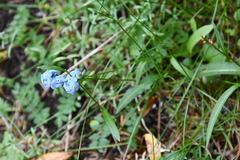 Myosotis asiatica