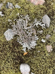 Cladonia squamosa