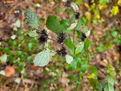 Pycnanthemum incanum