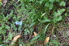 Myosotis asiatica