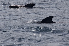 Globicephala macrorhynchus