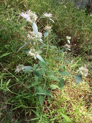 Pycnanthemum incanum
