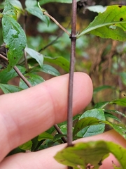 Pycnanthemum incanum