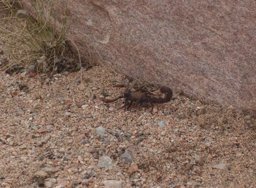 Shaggy Thicktail Scorpion
