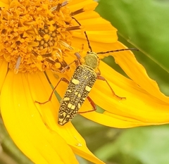 Ochraethes sulphurifer