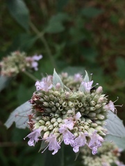 Pycnanthemum incanum