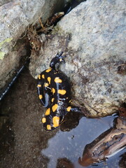 Salamandra corsica