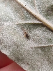 Capitophorus elaeagni