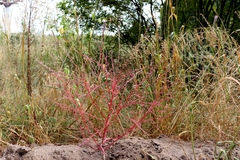 Corispermum declinatum