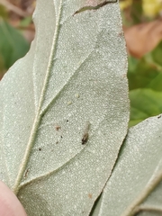 Capitophorus elaeagni