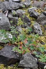 Potentilla kuznetzowii