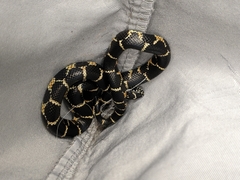 Lampropeltis getula