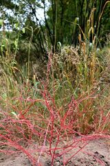 Corispermum declinatum