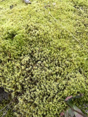 Racomitrium