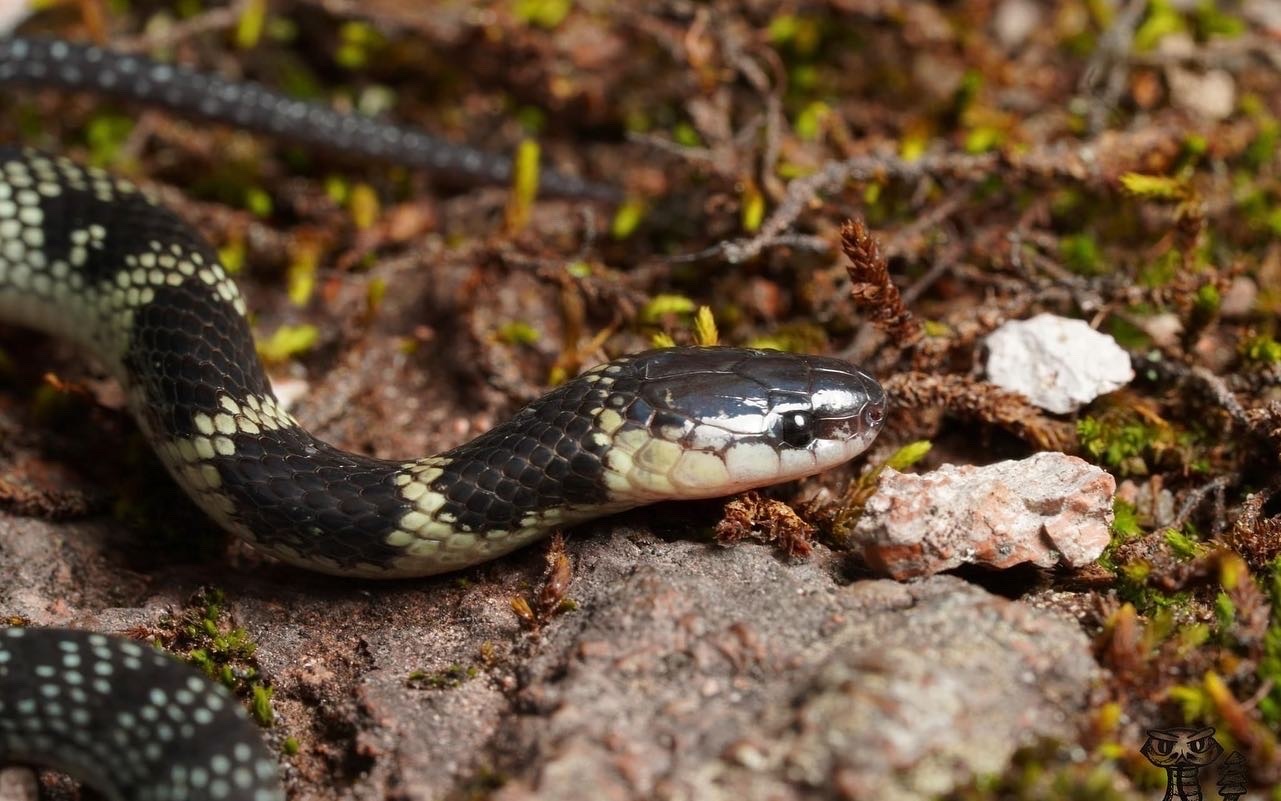 Blue Racer (Reptiles of Ohio) · iNaturalist