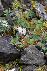 Potentilla kuznetzowii