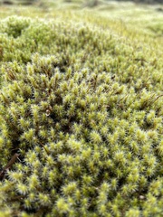 Racomitrium