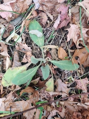 Stachys byzantina